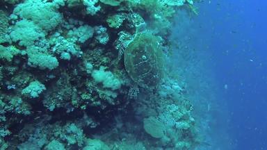 玳瑁海乌龟埃雷特莫切利斯嵌 套吃<strong>软珊瑚</strong>礁埃尔芬斯通红色的海埃及
